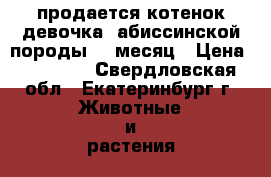 продается котенок(девочка) абиссинской породы, 1 месяц › Цена ­ 15 000 - Свердловская обл., Екатеринбург г. Животные и растения » Кошки   . Свердловская обл.